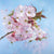 Flower Canvas Wall Art