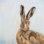 Hare print - cute hare picture