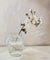 Cherry blossom in honey jar
