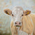 Simmental Cow Print - portrait