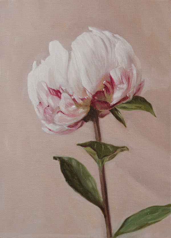 Peony II Flower Art Print - Laura Beardsell-Moore Fine Art