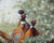 Pheasant painting in oils
