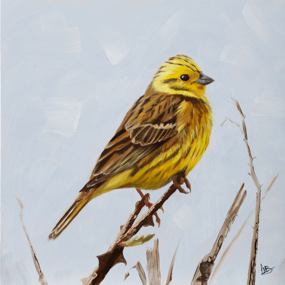 Painting of yellowhammer in profile