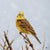 Yellowhammer on hedge painting
