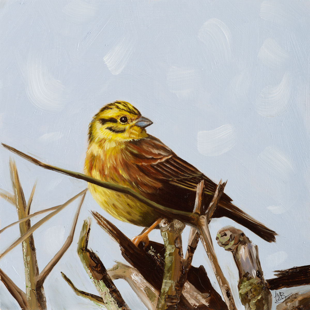 Yellowhammer on top of hedge looking back artwork