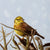 Yellowhammer on top of hedge looking back artwork