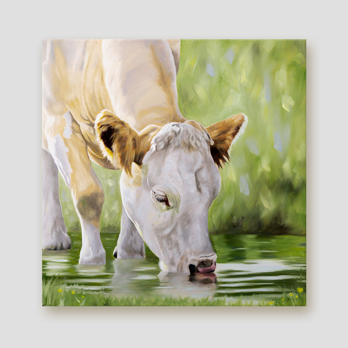 A Refreshing Drink - Simmental Cow Canvas Print