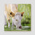 A Refreshing Drink - Simmental Cow Canvas Print