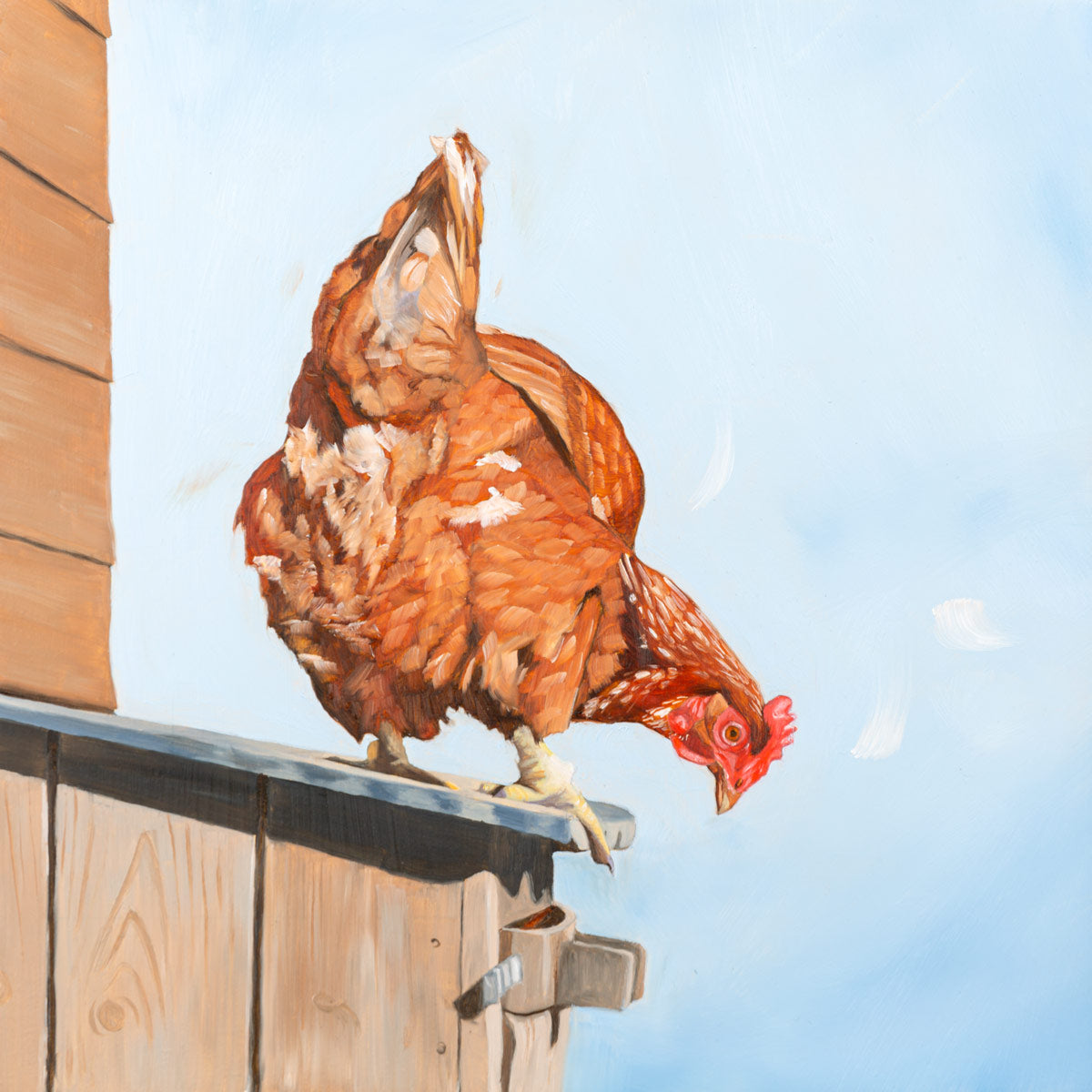 Chicken looking down from hen house