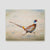 Running pheasant canvas