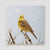 Yellowhammer 2 Canvas Print